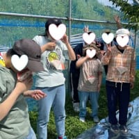 さくらんぼ狩りを楽しんできました～🍒