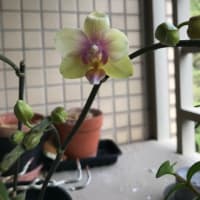 小さい胡蝶蘭も咲き始めた