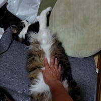 どんな夢を見ているのでしょうか?