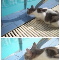 プールで水を飲む猫