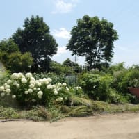 鉢物の植え替え