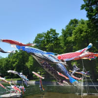 今日は「こどもの日」桃山公園で 鯉のぼりが泳いでいました🎏