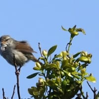 05/09探鳥記録写真-2：はまゆう公園の鳥たち（ウグイス、コゲラ、ホオジロ、カワラヒワ、）