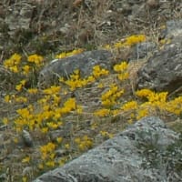 2009年　ヨーロッパキャンプ旅行　ギリシャ　デルフィ　2