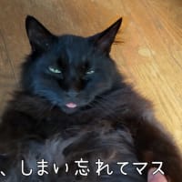 黒いもふもふ猫・晃ちゃの最期