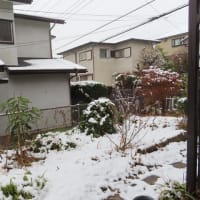 今朝の庭模様
