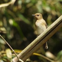 今年も恒例の粟島鳥見旅　２０１９年