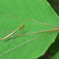 カマキリ