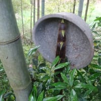 タケノコ成長中