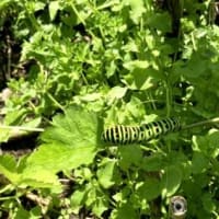 キアゲハの幼虫！？