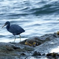 05/31探鳥記録写真-2：狩尾岬の鳥たち（クロサギの飛翔、キアシシギ、）