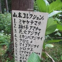 みちのくアジサイ園に行く。