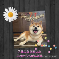 7歳になりました