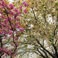 八重桜とウコン桜の饗宴