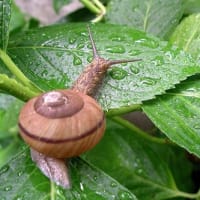 梅雨時期はカビアレルギーに注意