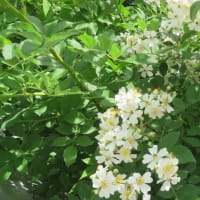 初夏の花