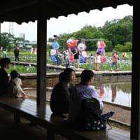 【”25 花菖蒲が満開だ！】東村山市：北山公園