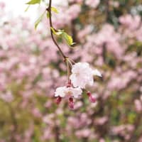 春らんまん②・・・八重桜と御衣黄桜&お寺の桜といろいろ