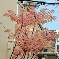 チャンチン・フラミンゴ