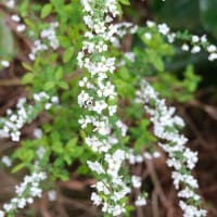 「雪柳（ﾕｷﾔﾅｷﾞ）」開花
