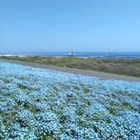 なごり花