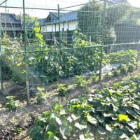 6月18日（水）
