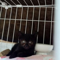 ブーちゃん捜査と子猫のこと