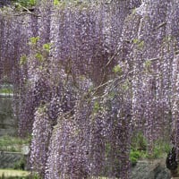 和気藤公園ウォーキング