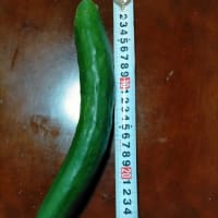 肥料＋ふかふか土？