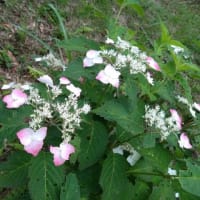 散歩路の紫陽花