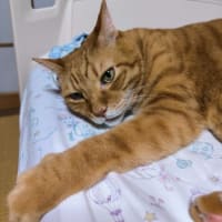 キルティングは終了✌
