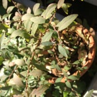 低標高地のホシミスジ越冬幼虫