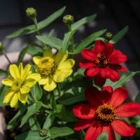 ●我が家の６月の花（4）　ベロニカ・ロイヤルキャンドル　ジニア　センニチコウ