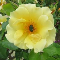 蜂が峯バラ公園