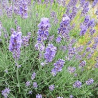 猛暑の日々は青と紫の花で涼む