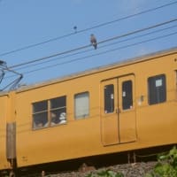 山陽本線115系N編成　電車好きのトンビ君　2024-08-12