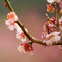 龍興寺の梅