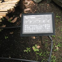 葵のご紋