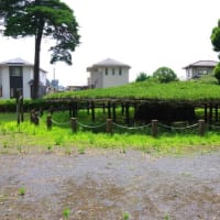 栃木県真岡市、亀山１丁目「太子の笠松」（県指定・とちぎの名木）です！！