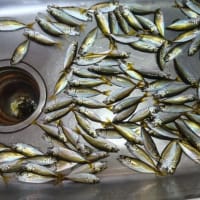 鯵釣り