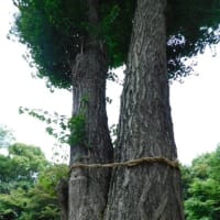 6月21日　今日の写真　百合　アジサイも　終りですが・・