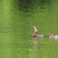 大きな獲物を・・・