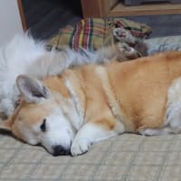 犬たちの変化