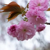 思川桜と八重桜