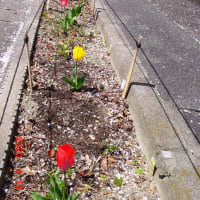 上の数枚は＜五月台6丁目奥の細道中ほどの水路沿い花壇>春の写真と（夏のヒマワリが秋になった！）写真。