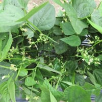 蔓なしサヤインゲンに支柱をし収穫開始