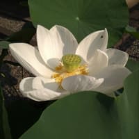 「すき」のたいせつさを想う