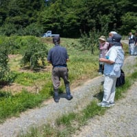 JA新みやぎ南三陸果樹生産部会の現地検討会が開催されました