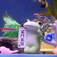 水換えと足し水しました