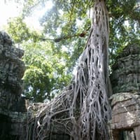 世界遺産･アンコール遺跡タ・プローム